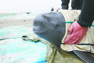 4ͷ�人���ల��ʯ������ޱ�������ͼ��