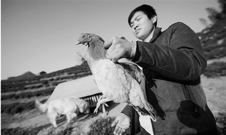 男子卖土鸡为父治病不料最大客户突然退单