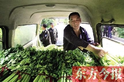 河南中牟再现菜贱伤农10万多斤蔬菜免费送(图)