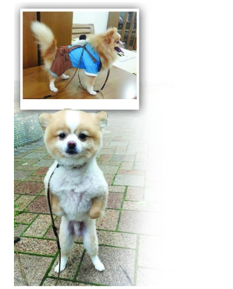 狗剪毛后突然直立行走网友:或对造型不满(图)