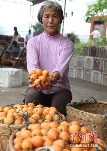 安徽歙县万吨枇杷近半滞销农民急盼找销路(图)