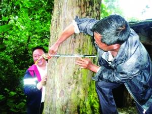 ��Ѯ�����ػ�����춹ɼ���˳���30�����򱻾�