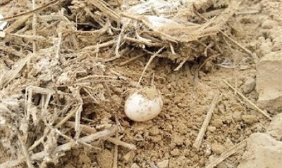 ֣��һ��������ǿ��ǧ���������׳���������