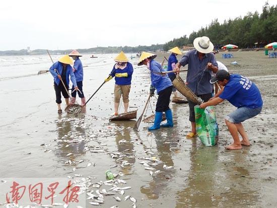 广西防城港白浪滩惊现大量死鱼绵延两三公里(图)