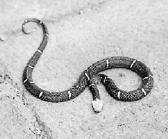 �������񲶻񺱼�������ר�ſ����߶�Ѫ�壨ͼ��