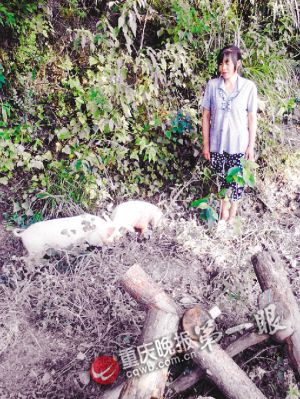 ����һ��ׯ�������¾����3ֻ������9�������