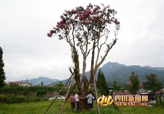 四川921岁古紫薇树开花 曾被盗卖至88万元(图)