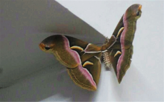 停在浙师大女士宿舍墙壁上的大飞蛾.