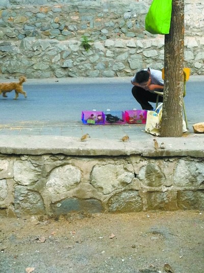 ���ķ�������Ѫɫ������1ֻ�����20ֻ���ᣨͼ��