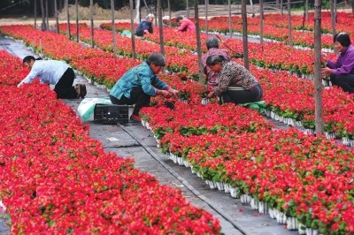 �찲�Ŵ����ɿ�10���������þ��ͻ�80��֦