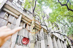 �ϻ���ͻȻ�������ӱ����ɻ���­�ڳ�Ѫ��ͼ��