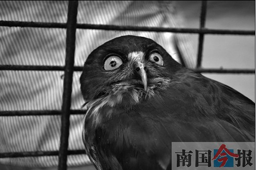 �������볧��ײ��ͷ��Ѫ�����Ƕ�����������ӥ�^