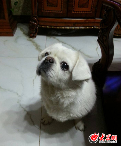 山东市民家中18岁高龄狗爱吃鸡肝泡馍甚过狗粮(图)