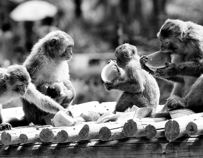 ֣�ݶ���԰�����񡱶ѱ�������ϱ��ͼ��