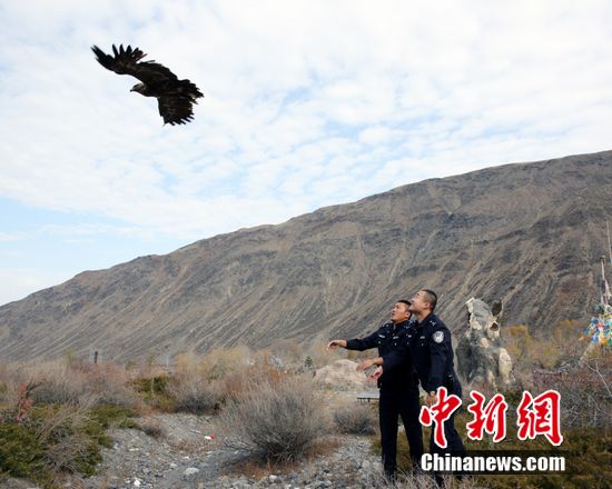 病困国家一级保护动物金雕现身新疆精河生活区现已放生