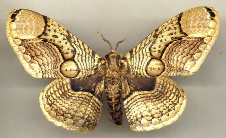 �����ٶȿ������ܳɶ���̫���á�������賤��