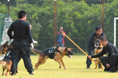 ����29ֻ��Ȯ���ɳ����ϸ�Ͷ���ճ�Ѳ�߷��ع���