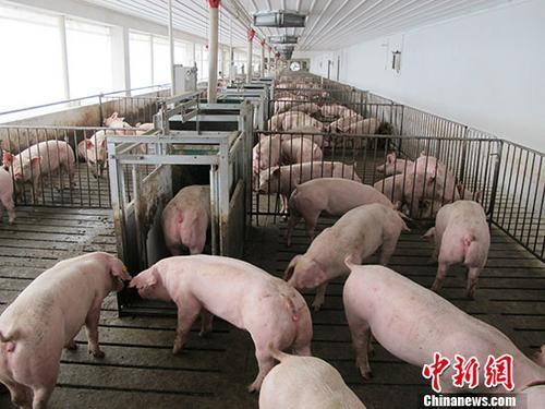 新疆乌鲁木齐市米东区非洲猪瘟疫区解除封锁