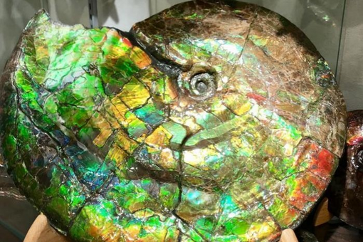 斑彩石何以拥有艳丽的色彩?古生物学最新研究揭晓答案