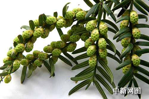 浙江诸暨的特有珍稀神秘树种香榧开花(图)