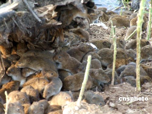 洞庭湖区20亿只田鼠肆虐人们大量吃蛇酿祸患