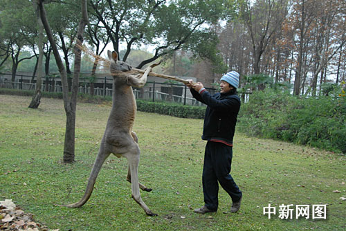 武汉动物园上演人与袋鼠"搏击"大战(组图)(2)