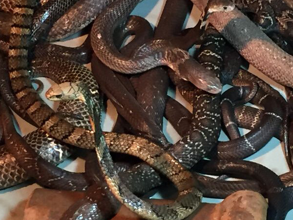 上海市区路边现25条剧毒眼镜蛇 疑人为放生(图)