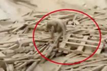 中新网-视频-奥迪R8飙车时速320码 自拍视频成