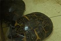 中新网-视频-养殖户名龟被盗价值15万 警方跨省