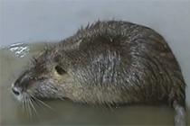 中新网-视频-男子河道清淤挖出 巨鼠 体型大过