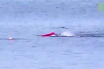 中新网-视频-大白鲨掀翻皮划艇 划船者 鲨口逃