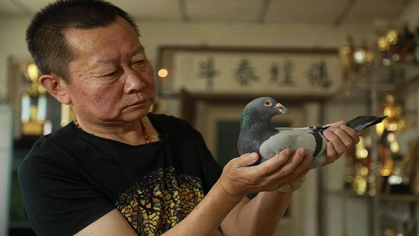 《微视界》第221期:京城养鸽人曾赢千万大奖 怀念昔日老北京鸽哨悠扬