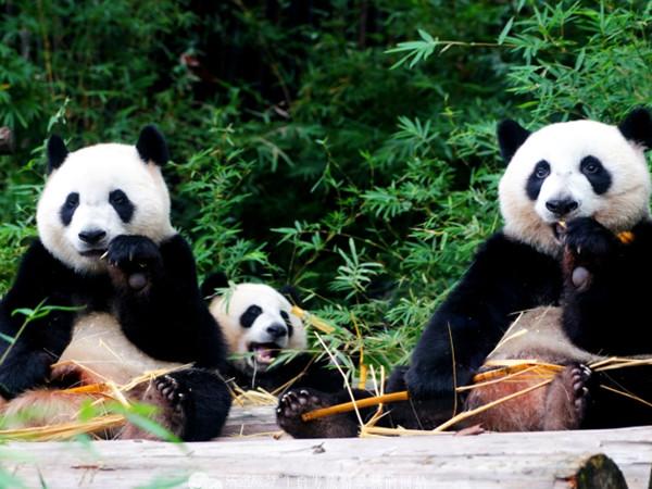 大熊猫三胞胎"萌帅酷"成长记