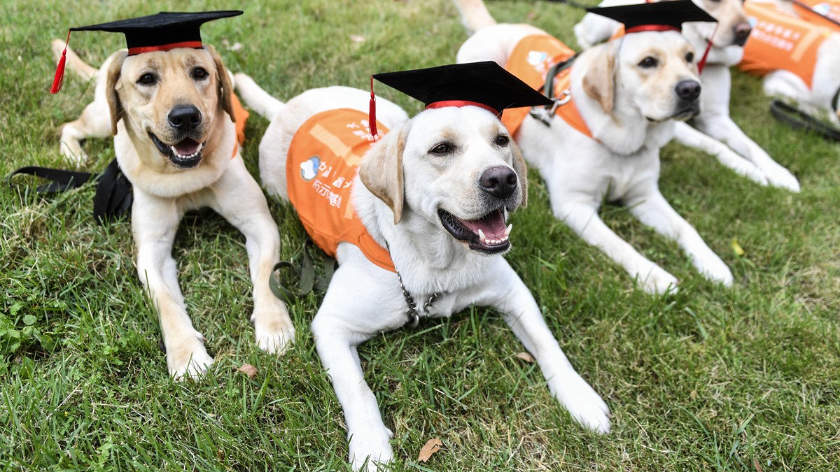 不久前,6只广州本土训练的预备导盲犬在中国导盲犬南方示范基地"毕业"