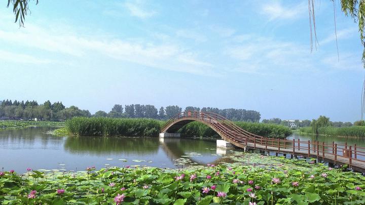 江山如此多娇丨荷开十里，不如泛舟白洋淀，和你……