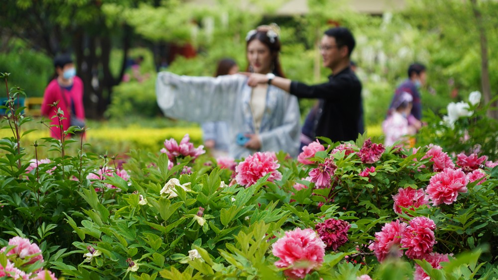 花开正当时 与"花仙子"赏洛阳牡丹国色天香