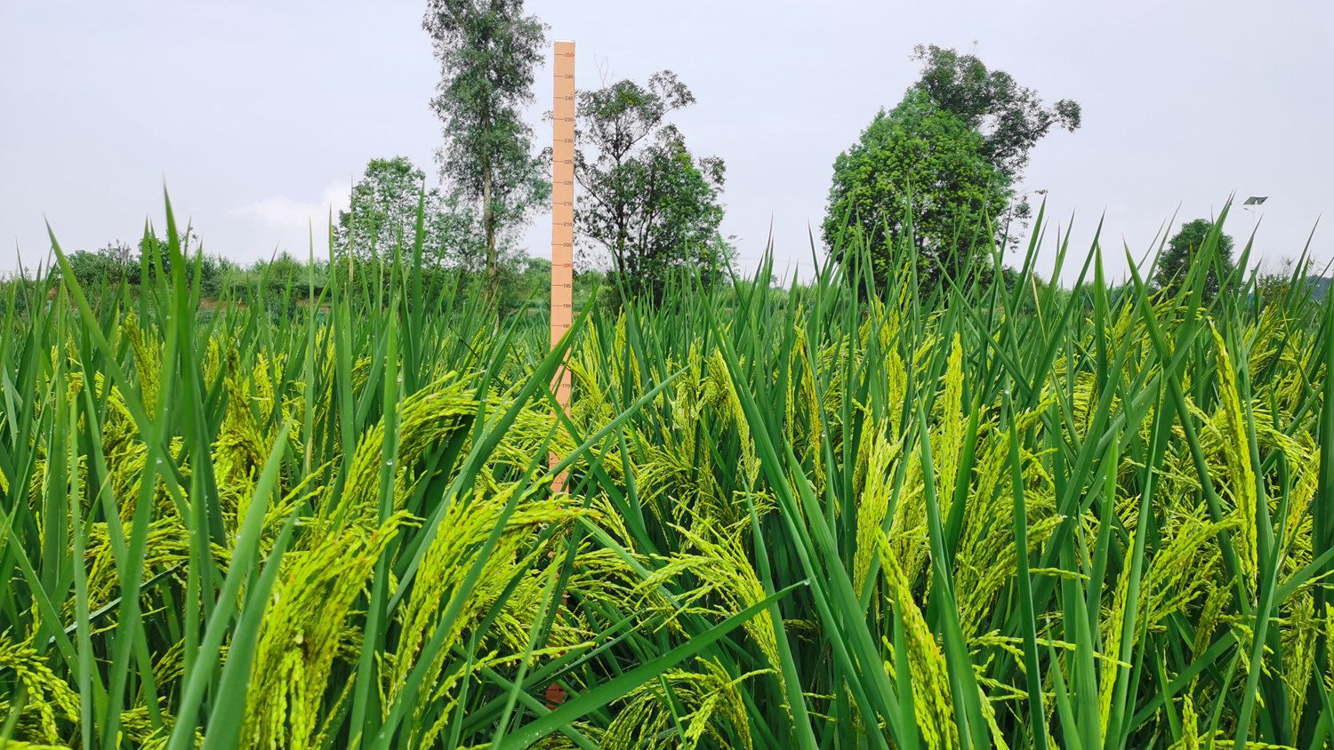 2米巨型稻试种成功一同等待袁老禾下乘凉梦成真