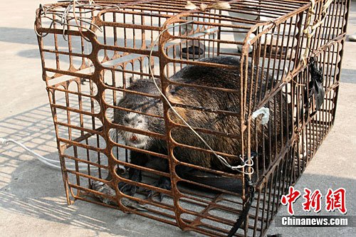 图:上海郊区村民发现奇异"大老鼠"