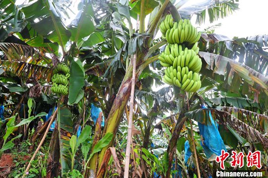 �����㽶��������������⡰��������2��