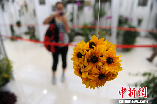 ������԰����ʴ���ֲ�ﻨ��չ��Ļ