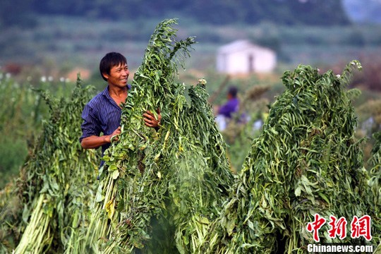 ��ͼ����������֥����