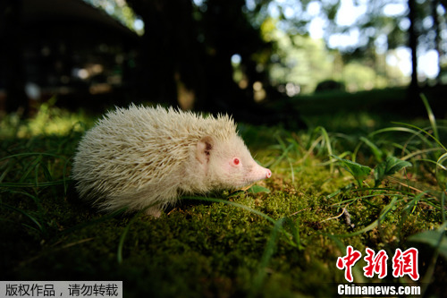 ����˹���ְ׻�С���