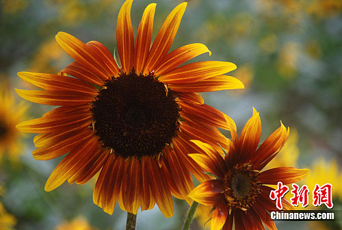 ������տ�����֣��