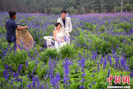 ޹�²ݻ�������Ψ����ɴ������