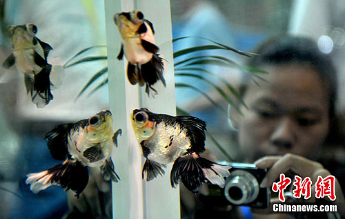 ���ݾٰ��������չ