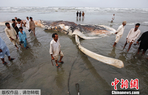 �ͻ�˹̹�����溣̲��һ����ʬ�壨2��