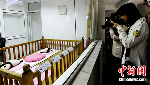 �����������ϲɷ��ųɶ�����è