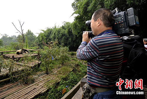 �����������ϲɷ��ųɶ�����è��2��