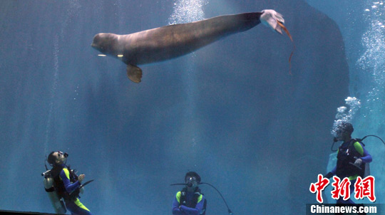 ���н�˿ȸ�����ذ׾���������