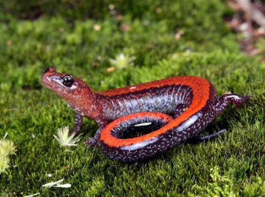奇异的两栖动物红蝾螈浑身火红8